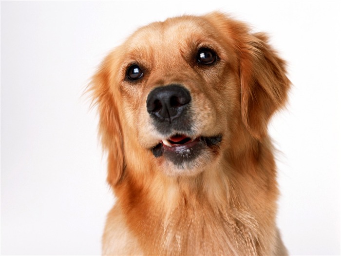 Восстановление сухожилий, связок, соединительных суставных тканей у собак