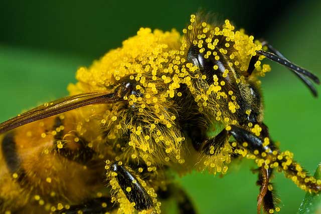 Исцеление биологической энергией пчел