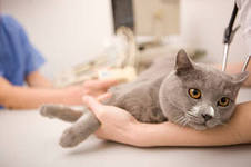 Вакцинация кошек: кому нужны прививки