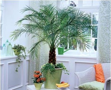 Как вырастить пальму дома