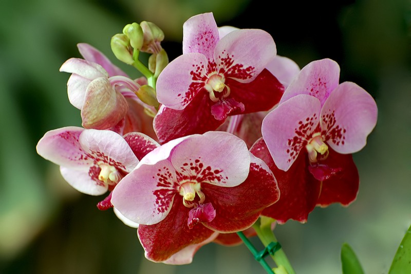 Разведение орхидей